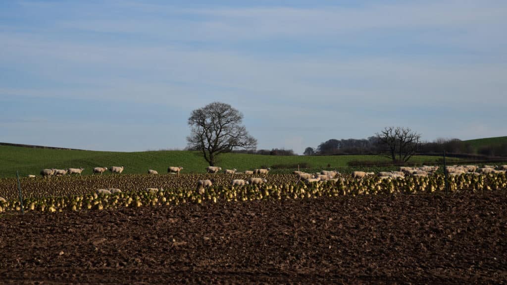 What’s in it for me? Livestock - arable rotation - AgriWebb
